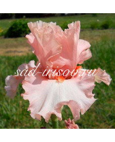 Innocent Pink